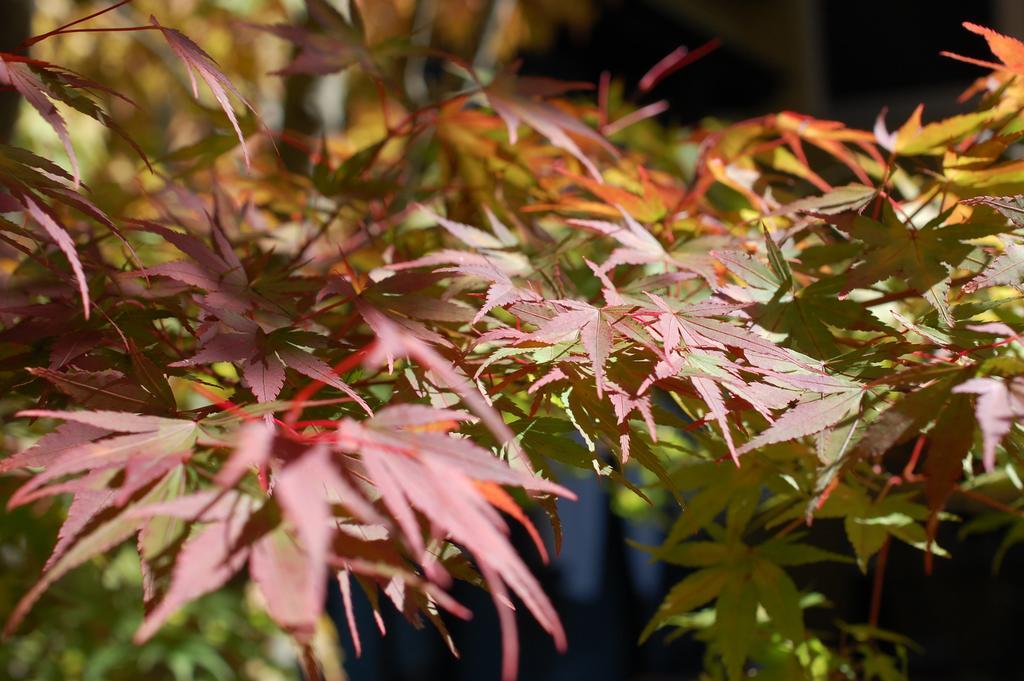 Kunihiro Yashiki Hotel Nasu Eksteriør billede